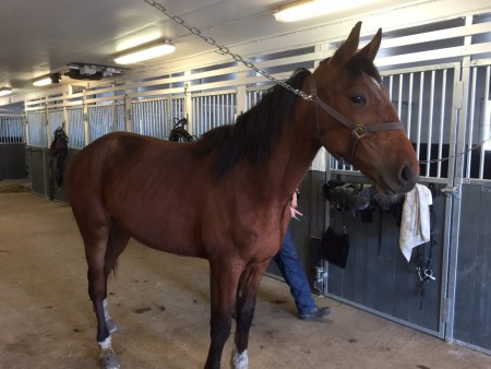 Salsa too knight 150318