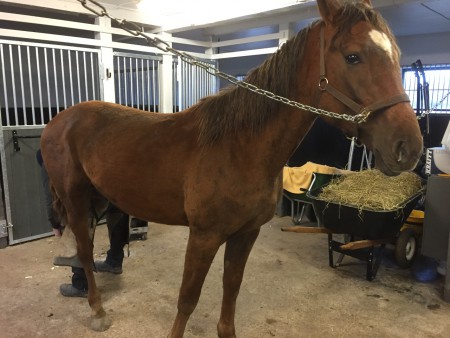 Jaguar Håleryd får nya skor 150307