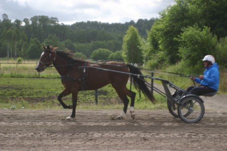 In Håleryd Halmstad juli-15